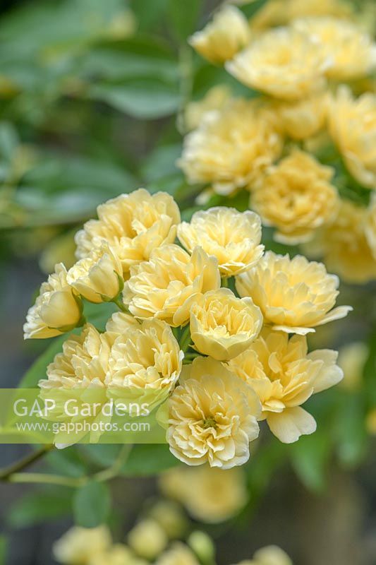 Rosa banksiae 'Lutea' - Yellow Banksian Rose