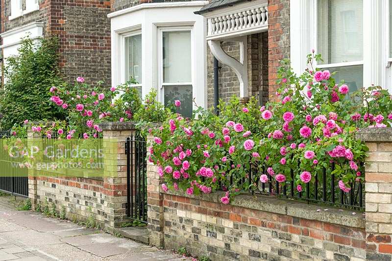 Rosa 'Gertrude Jekyll' trained over railings in front garden of a Victorian house. 