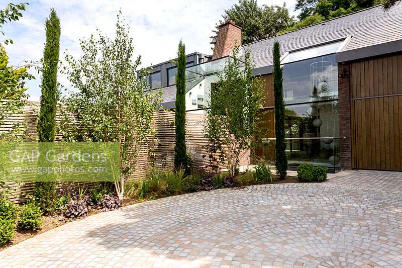 Contemporary house with circular stone sett driveway with young multi-stemmed
Himalayan birch
Betula utilis jacquemontii tree and pencil Cupressus in circular border