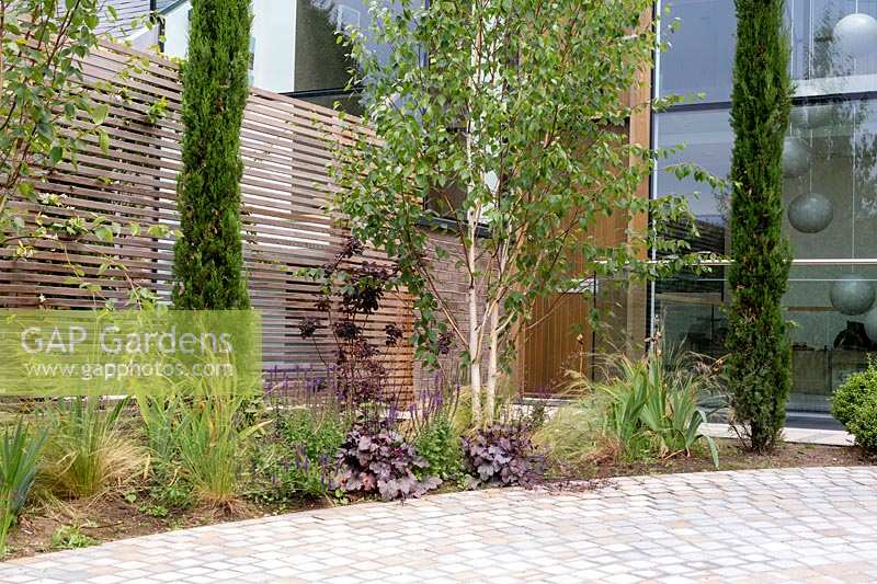 Contemporary house with circular stone sett paving beside new border planted with 
Betula utilis jacquemontii - Himalayan birch multi-stemmed tree and pencil
 Cupressus in circular border against a cedar battened trellis fence