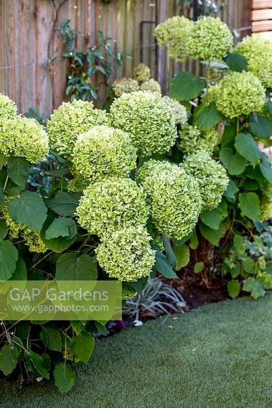 Beds against wooden fence with Hydrangea 'Annabelle' next to artificial
 turf lawn