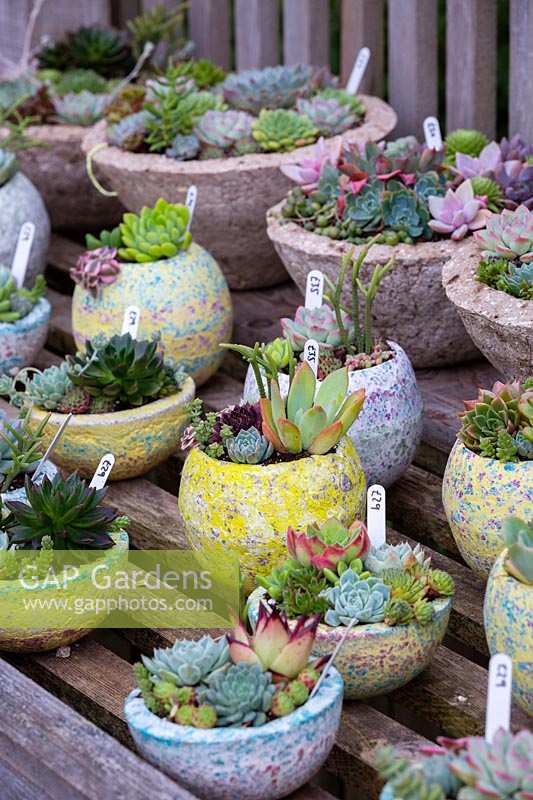 Succulents in colourful containers Surreal Succulents, Tremenheere Nursery, Cornwall, UK. 