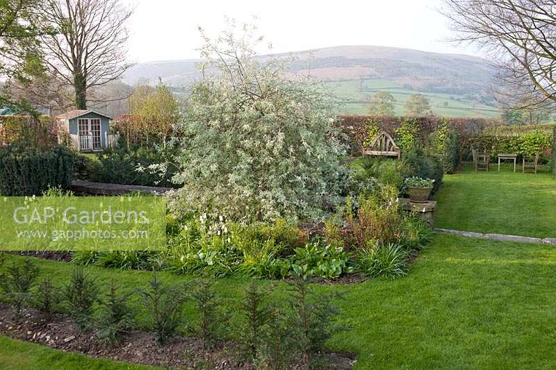 View of spring borders, with Pyrus salicifolia 'Pendula'. Summerdale Garden, Cumbria, UK. 
