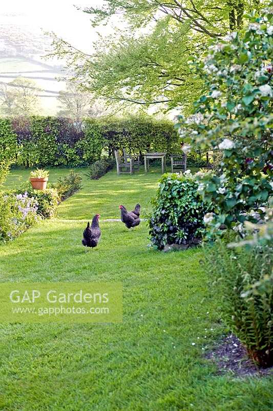 View of chickens on the main lawn at Summerdale Garden, Cumbria, UK. 