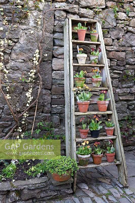 Primula auricula displayed on an old wooden step ladder in the Courtyard at Summerdale Garden, Cumbria, UK. 