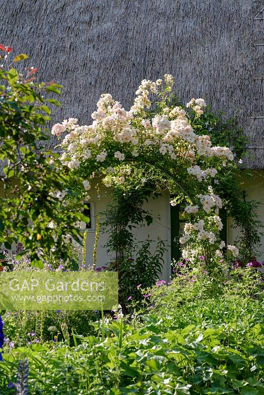 Cottage garden with rose arch covered in Rosa 'Phyllis Bide' - Rose 'Phyllis Bide'
