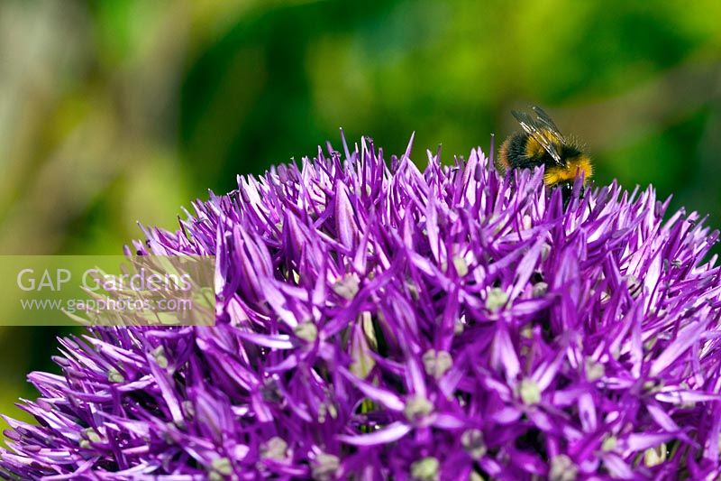 A bee taking nectar from an Allium 'Pinball Wizard' - Ornamental Onion. 
