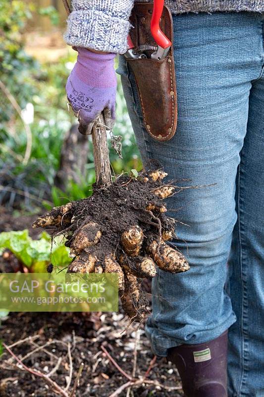 Gardener holding dug up Helianthus tuberosus - Jerusalem artichoke tubers.
