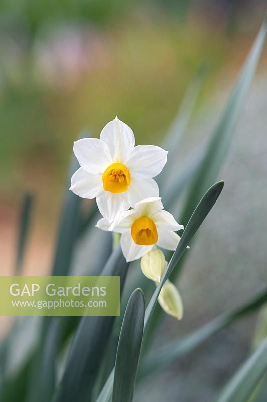 Narcissus tazetta - Paperwhite Daffodil 