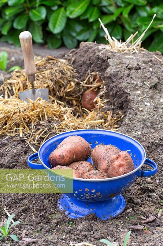 Potatoes in colander with opened clamp in background with straw. 