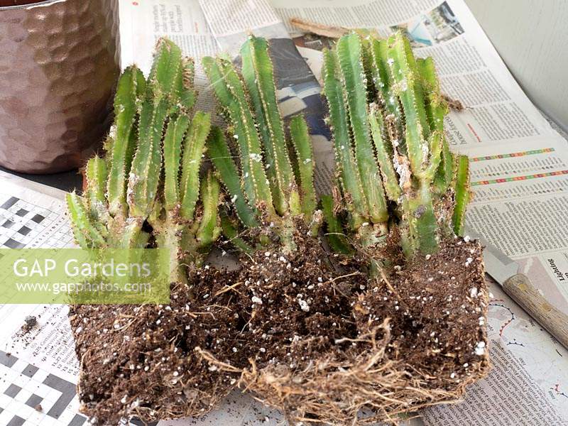 Acanthocereus tetragonus - Cereus - Cactus maintenance