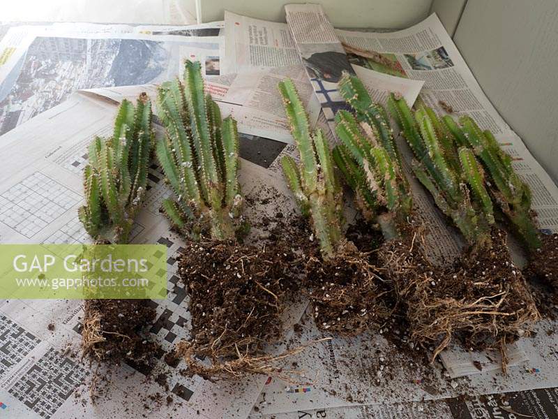 Divided Acanthocereus tetragonus - Cereus plants on newspaper