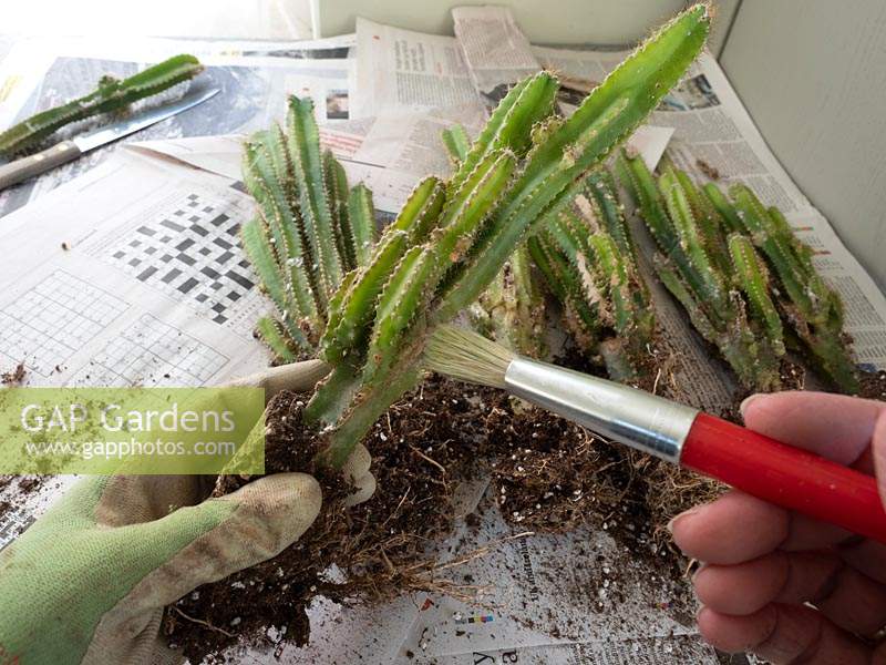 Using a paint brush to clean newly divided Acanthocereus tetragonus - Cereus - Cactus maintenance.