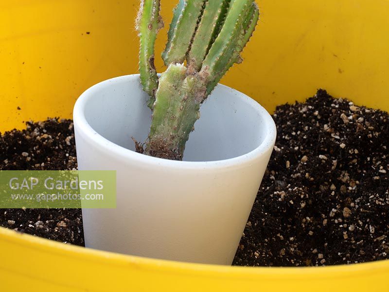 Newly divided Acanthocereus tetragonus - Cereus, in pot - Cactus maintenance. 