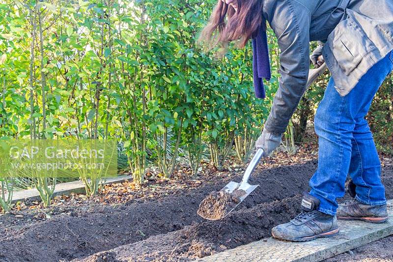 Woman digging a planting trench for hardwood cuttings of Cornus - Dogwood.