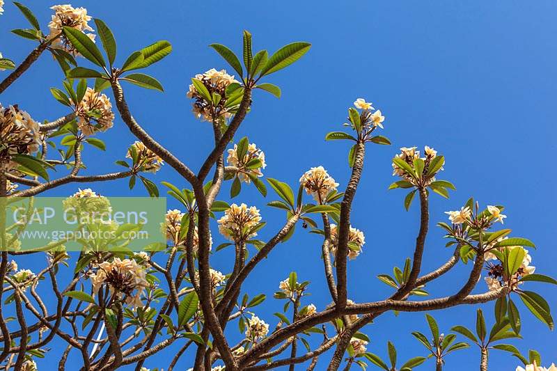 Flowers of frangipani, Plumeria sp. 