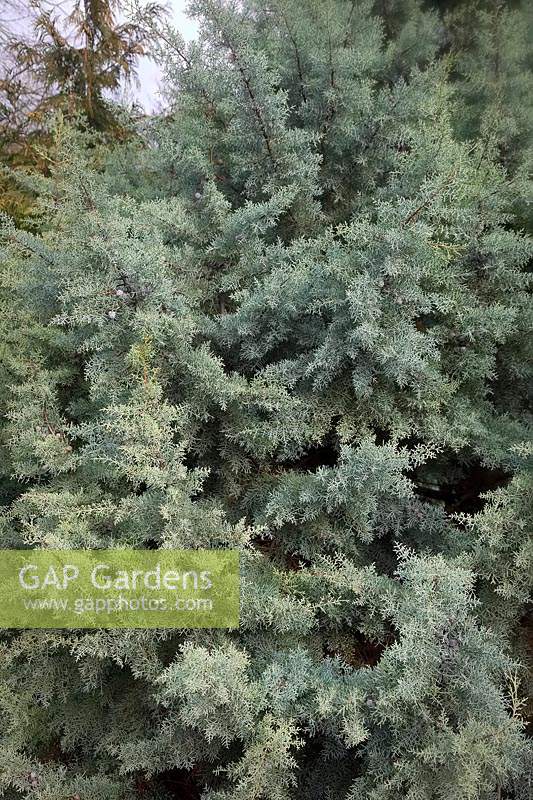 Cupressus arizonica var.glabra - Smooth Arizona Cypress