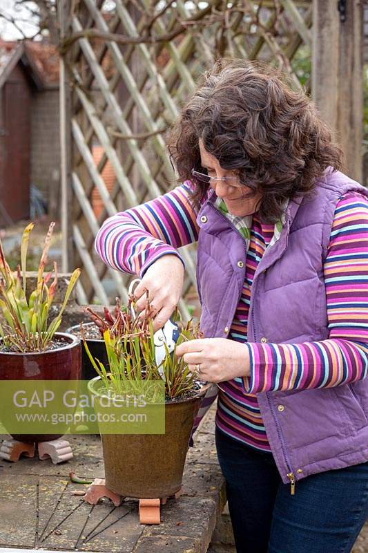 Woman cutting back pot grown Sarracenias with secateurs.