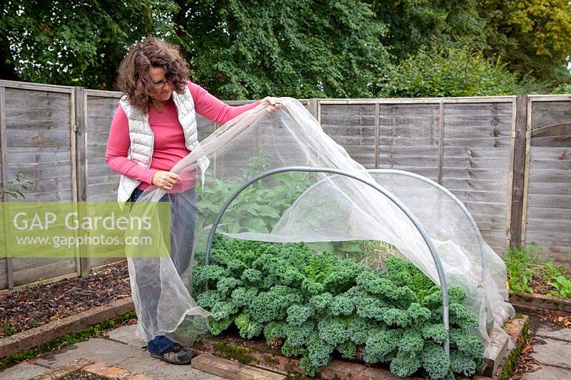 Protecting brassicas - kale - with horticultural netting.
