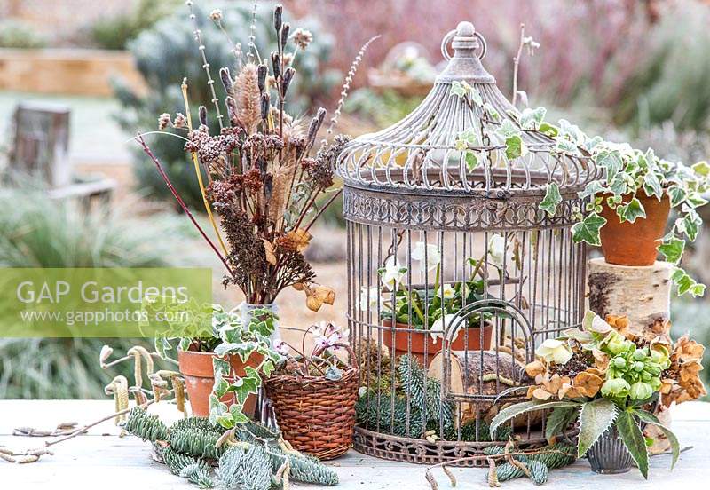 Still life with large metal birdcage and frosted winter flowers. 