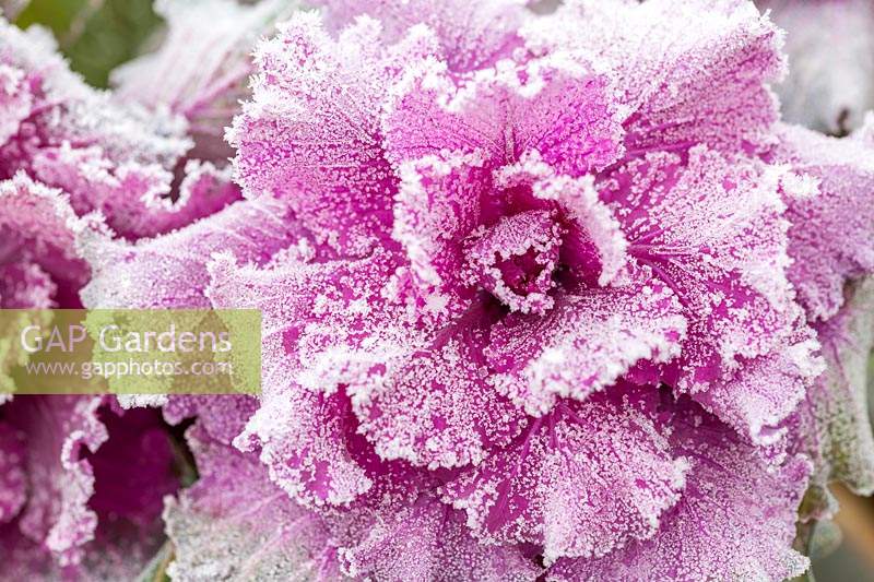 Close up of frosted ornamental cabbage. 