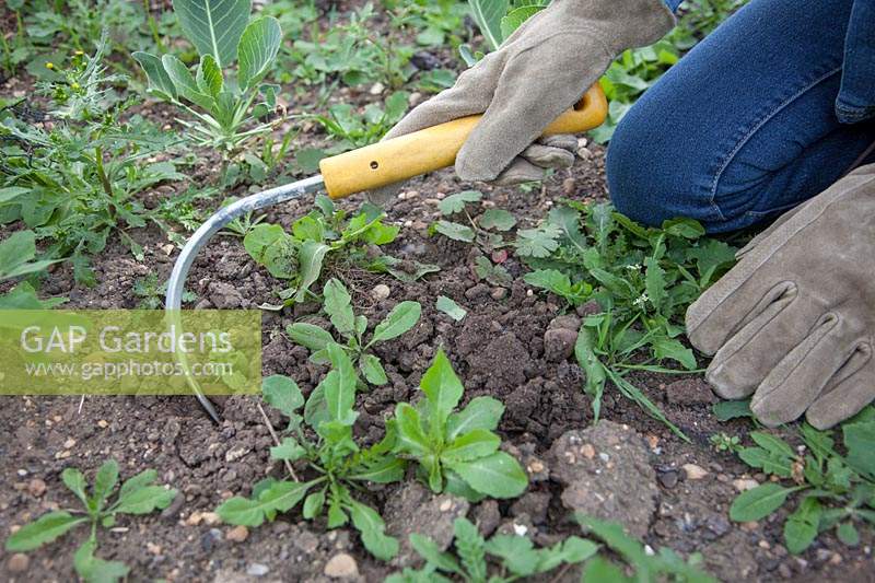 Kneeling down to use a hand weeding tool to lift out small,
 annual weeds including sow thistle, groundsel, dandelion, cranesbill
