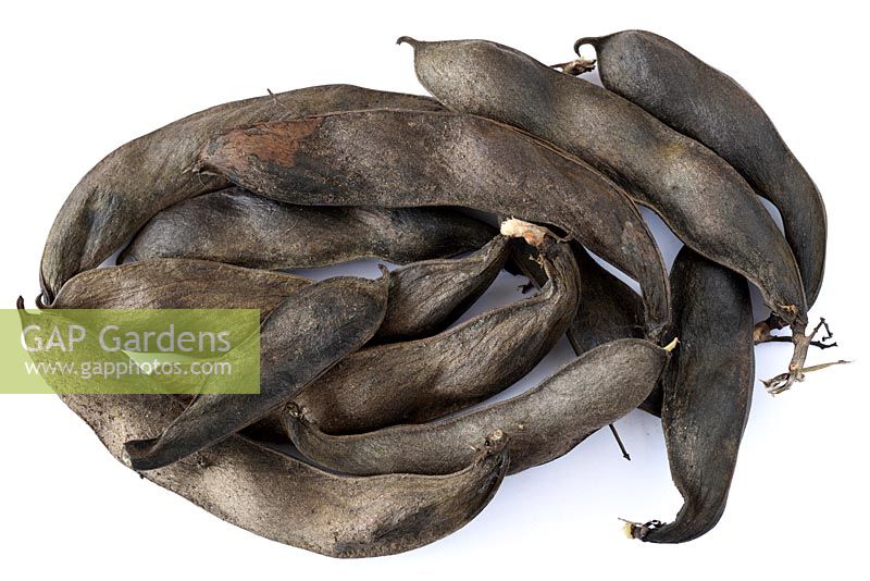 Dried pods of Vicia faba  'Karmazyn' - Broad bean 'Karmazyn' - saving seed for following year. 
