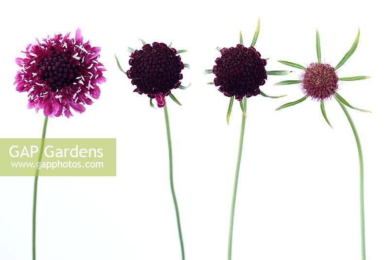Scabiosa atropurpurea  'Beaujolais Bonnets' - Pincushion flower 'Beaujolais Bonnets' Flower and buds  