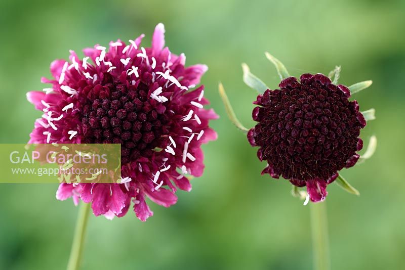 Scabiosa atropurpurea 'Beaujolais Bonnets'  - Pincushion flower 'Beaujolais Bonnets' 