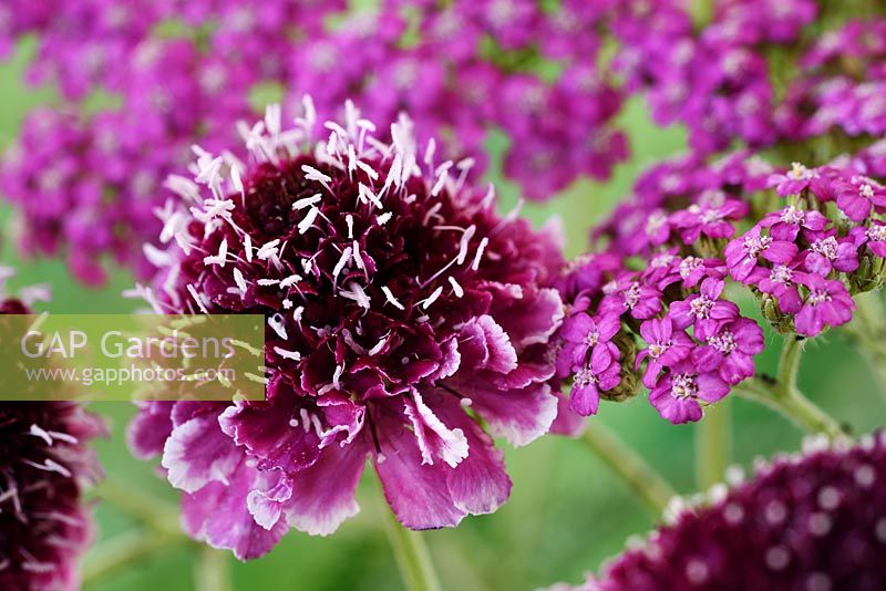 Scabiosa atropurpurea 'Beaujolais Bonnets' - Pincushion flower 'Beaujolais Bonnets' and Achillea millefolium 'Lilac Beauty' - Yarrow 'Lilac Beauty'