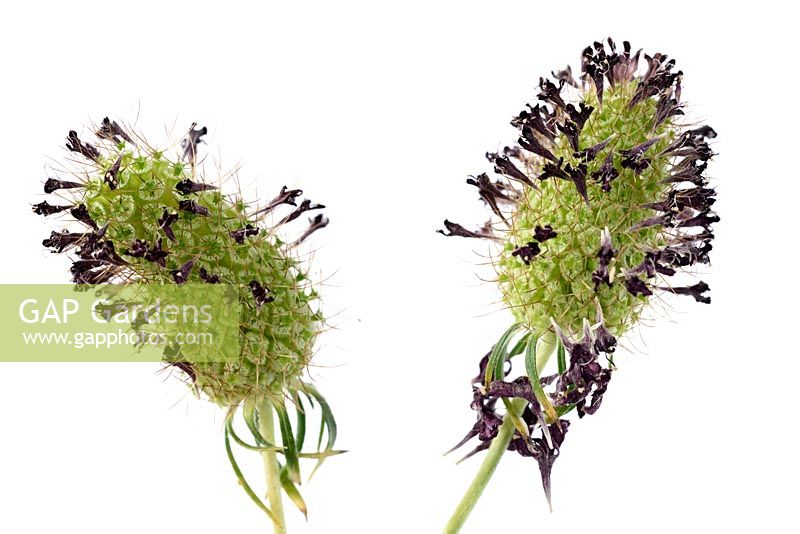 Scabiosa atropurpurea 'Beaujolais Bonnets' - Pincushion flower 'Beaujolais Bonnets' Seedheads 