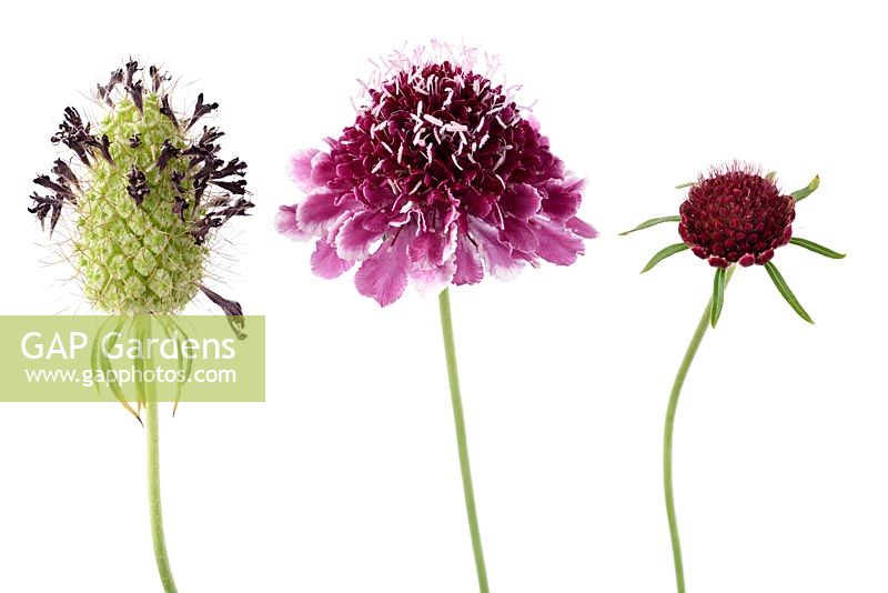 Scabiosa atropurpurea 'Beaujolais Bonnets' - Pincushion flower 'Beaujolais Bonnets' Seedhead, flower and bud. 