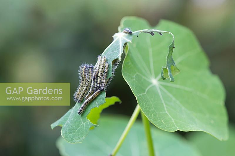 Pieris brassicae - Cabbage white caterpillars feeding on a nasturtium leaf. 