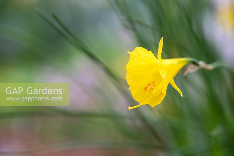 Narcissus bulbocodium subsp. bulbocodium var. bulbocodium x 'Jessamy' - Hoop-petticoat Daffodil 