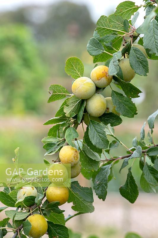 Prunus insititia - white damson - fruits hanging from branch
 