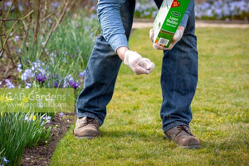 Man feeding a lawn with granular lawn feed fertiliser in spring. 