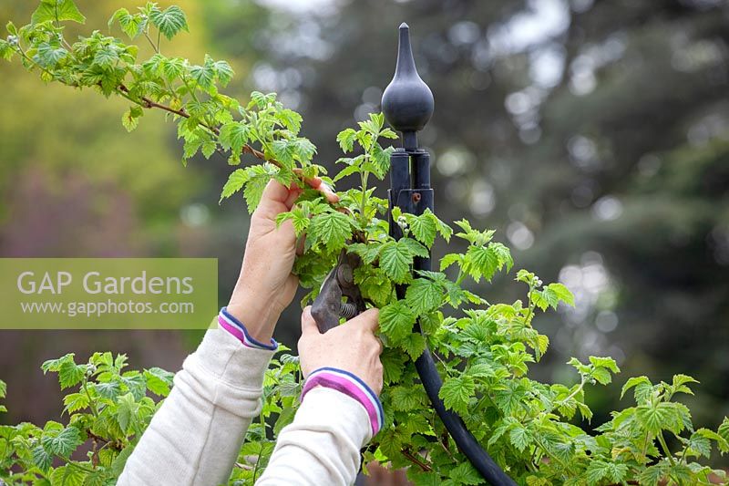 Woman pruning the tips of raspberry canes.