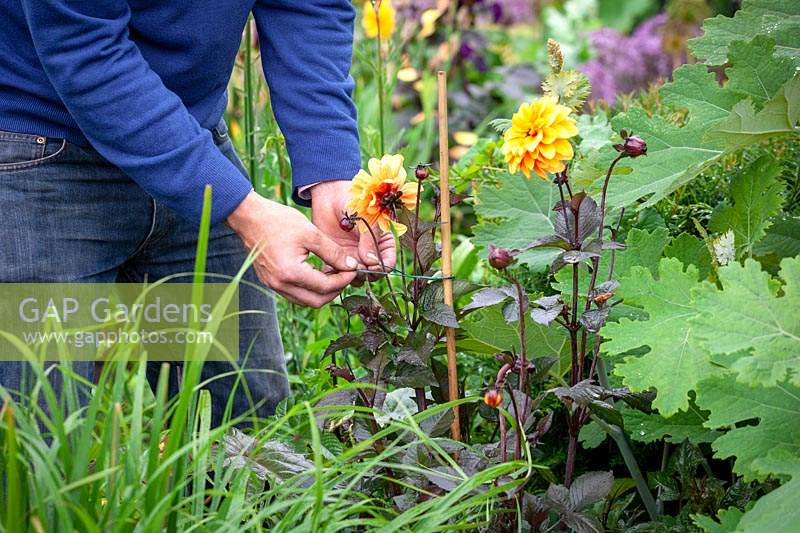 Person staking dahlias with cane and string. 