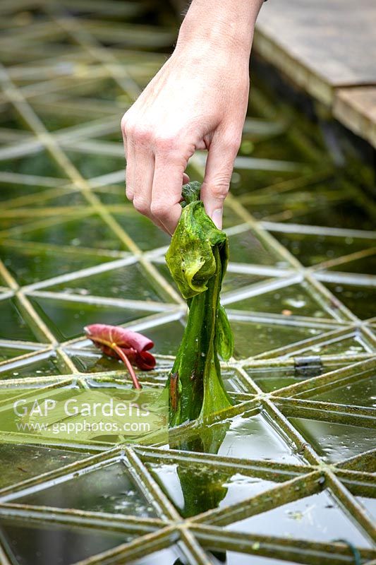 Person removing pondweed from a pond.