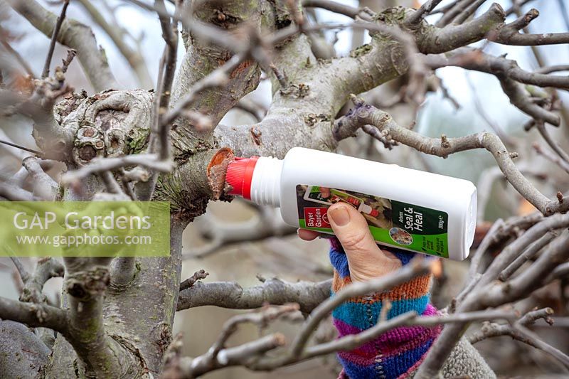 Using wound seal on the fresh cuts of a pruned fruit tree to prevent infection
