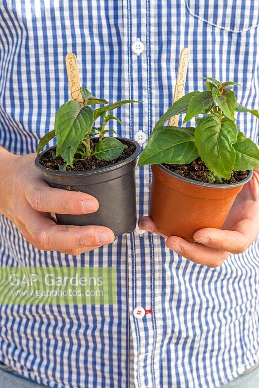 Person holding two potted summer bedding Fuchsia plants, one with pinched out top shoots to encourage bushy growth