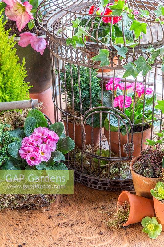 Large metal birdcage with terracotta pots of flowering Primulas, Helleborus and conifers
