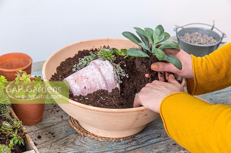 Woman planting succulent in shallow pot to create a picture of a pot in a pot