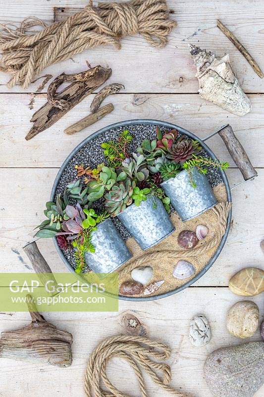 Mixed succulents in three metal pots displayed in metal tray with gravel surrounded by seaside items