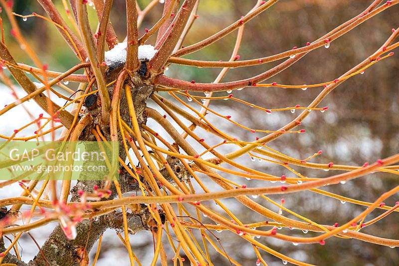 Twigs and branches of Tilia cordata 'Winter Orange' 