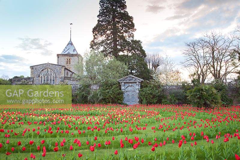 Mown labyrinth planted with display of Tulips with the Fitzalan Chapel.  Arundel Castle, West Sussex, UK