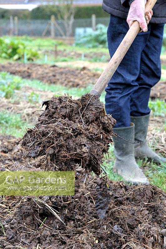 Spreading manure on vegetable plot with fork