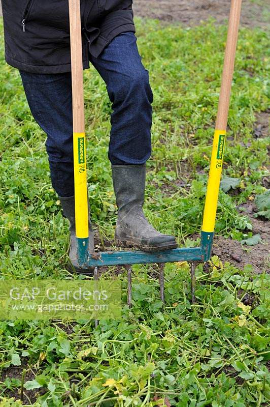 Digging White Mustard as green manure with broadfork into the soil of a vegetable bed