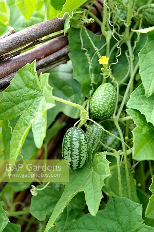 Melothria scabra - Cucamelon or Mexican Cucumber