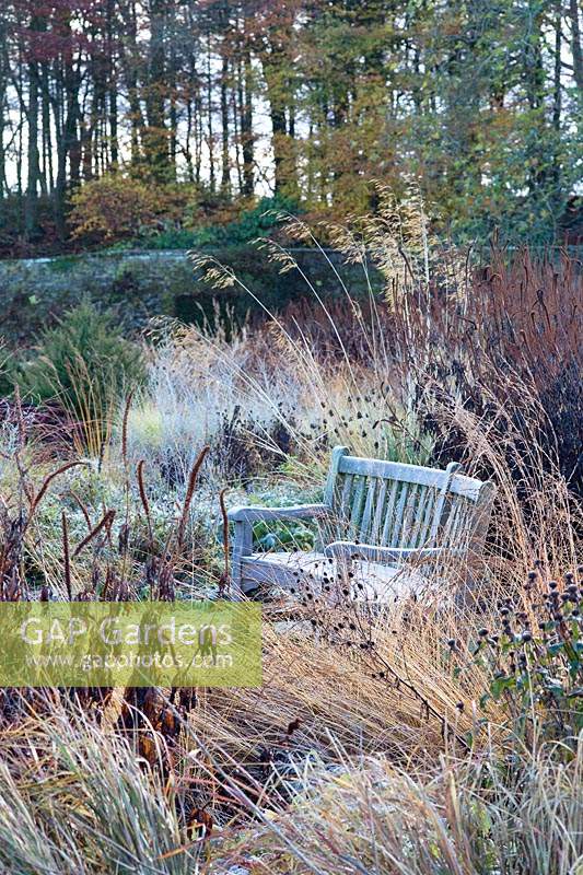 Mixed grasses and seedheads surrounding bench